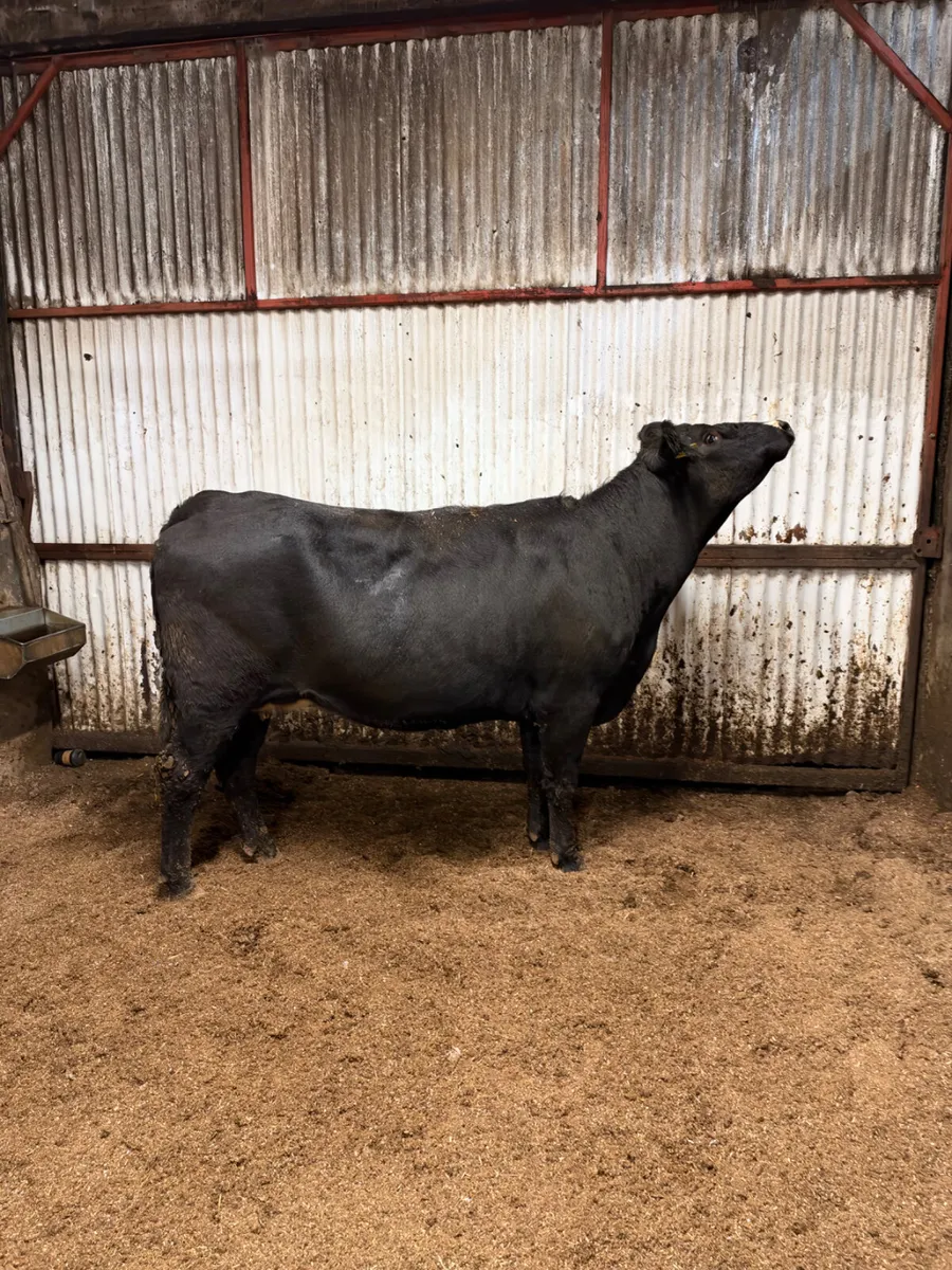Angus springing heifer - Image 3
