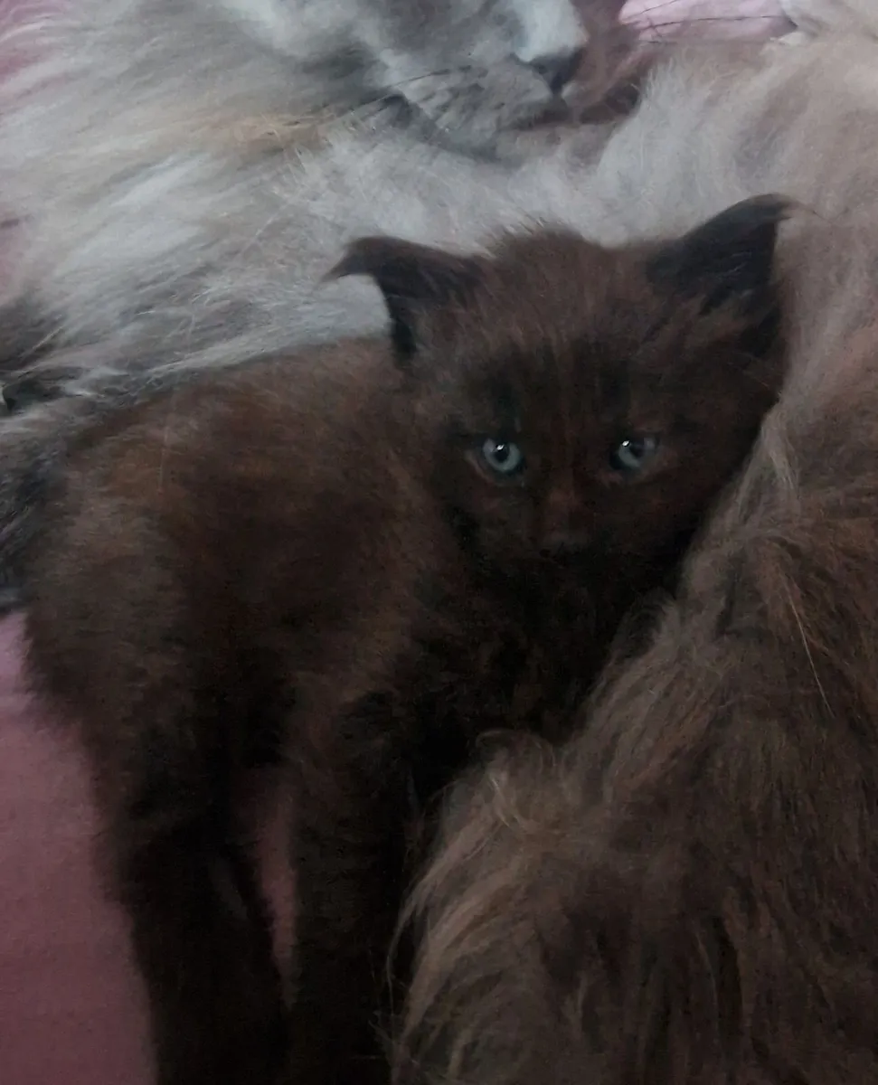 Maine coon - Image 1