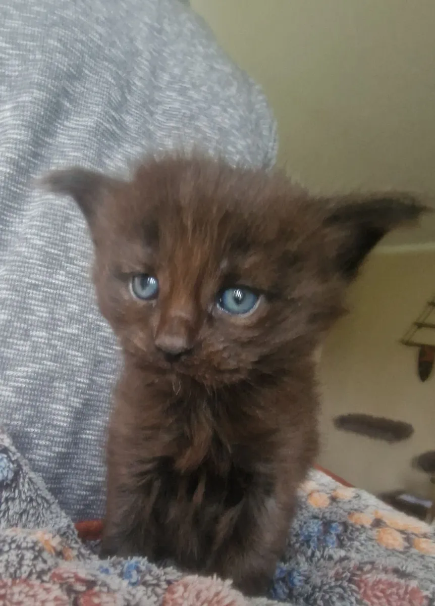 Maine coon - Image 2