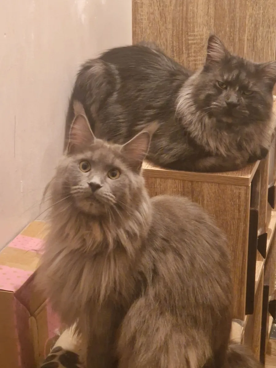 Maine coon - Image 3