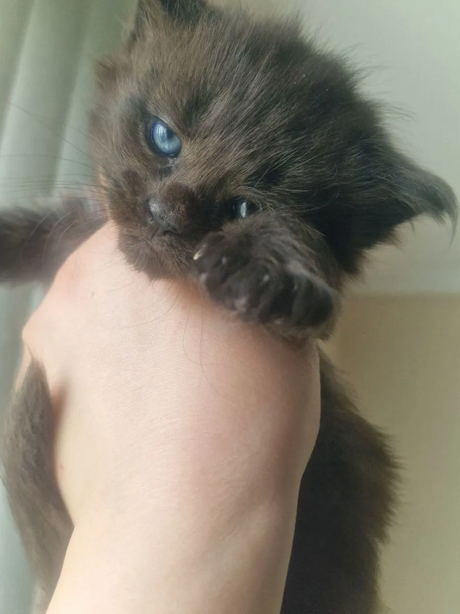 Maine coon - Image 4