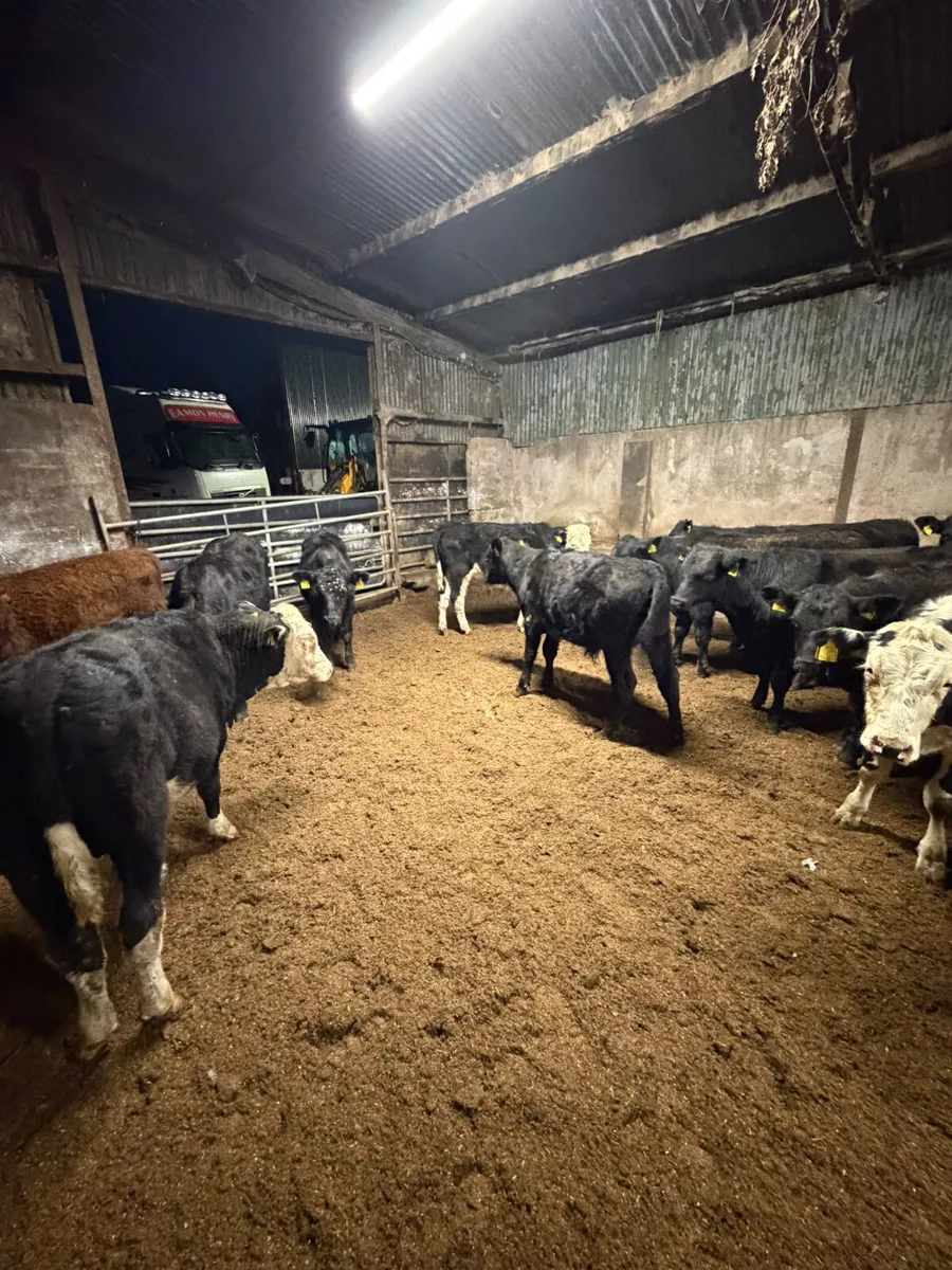 Angus lim and Hereford bulls - Image 3