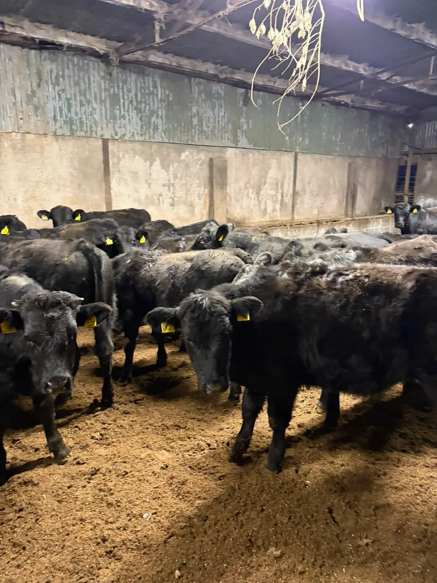 Angus lim and Hereford bulls - Image 4