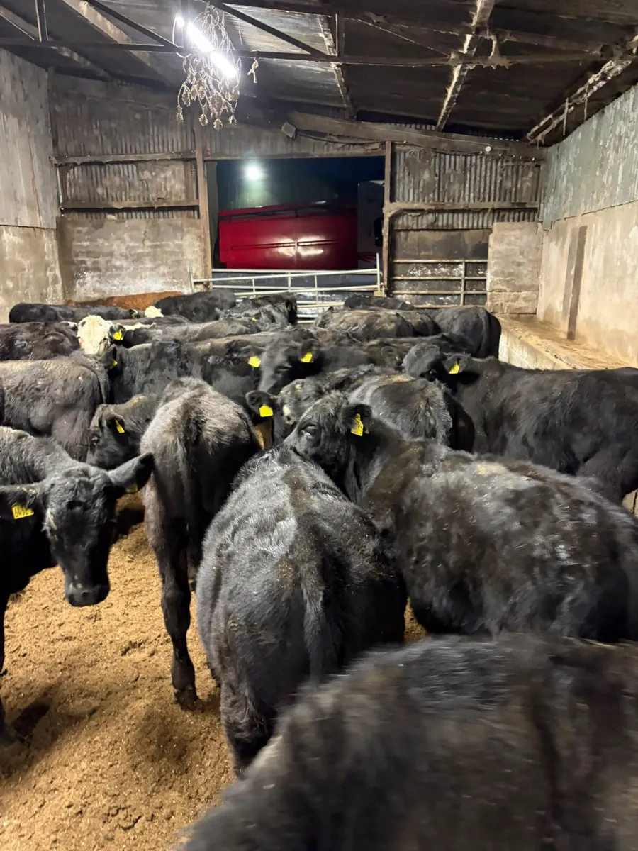 Angus lim and Hereford bulls - Image 1
