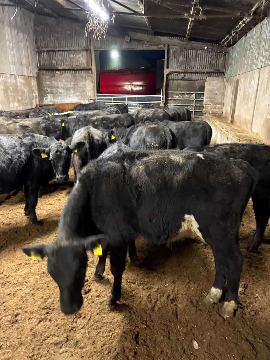 Angus lim and Hereford bulls - Image 2