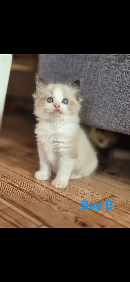 Pedigree Ragdoll Kittens. Parents TICA reg. - Image 1
