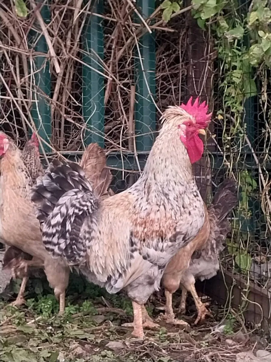 Roosters - Image 1