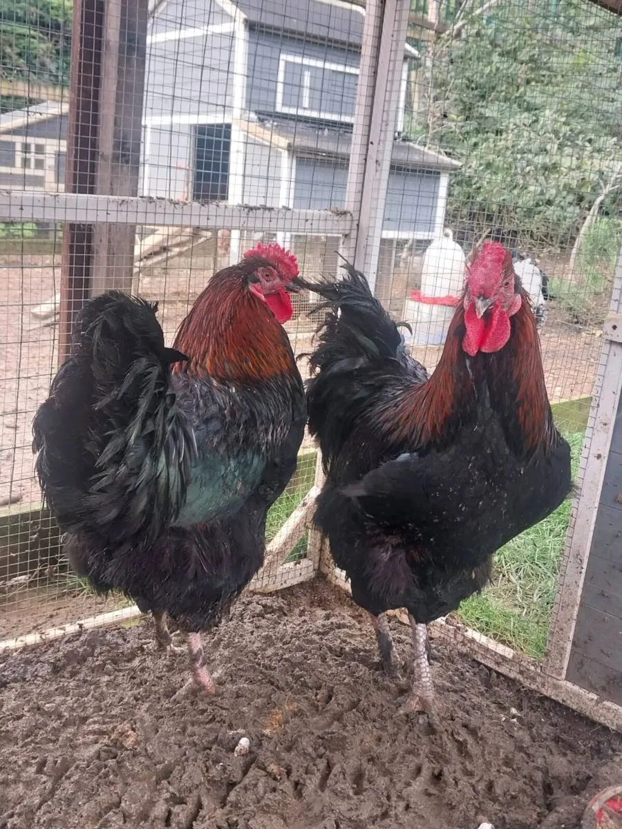 Roosters - Image 2
