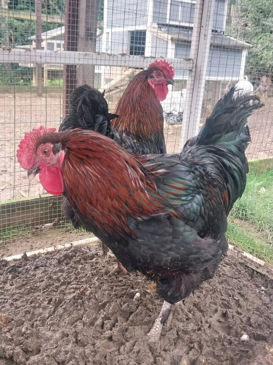 Roosters - Image 3