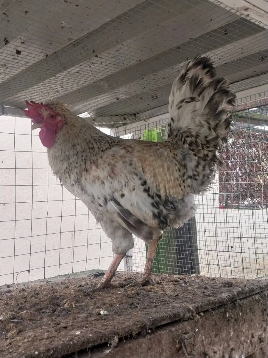 Roosters - Image 4