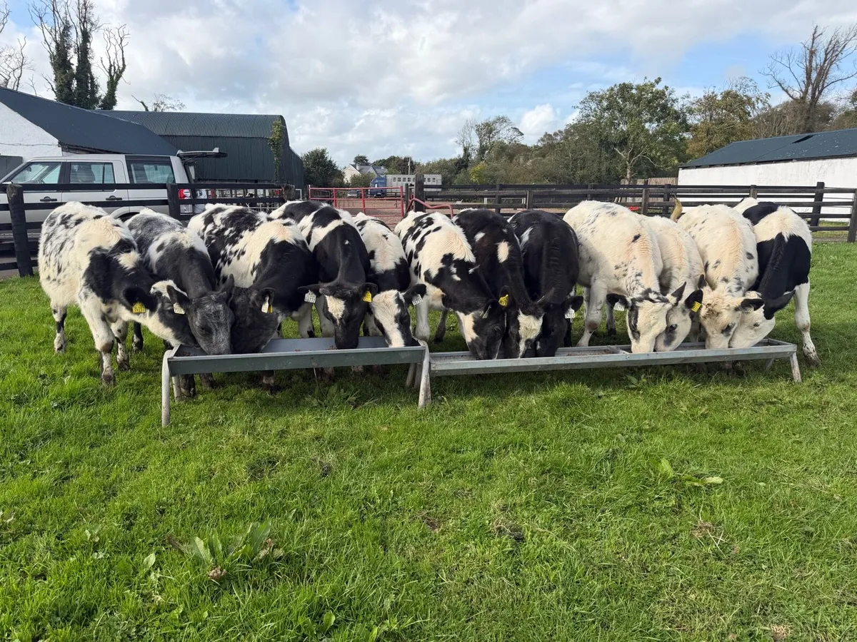 Blue Heifer Runners - Image 1