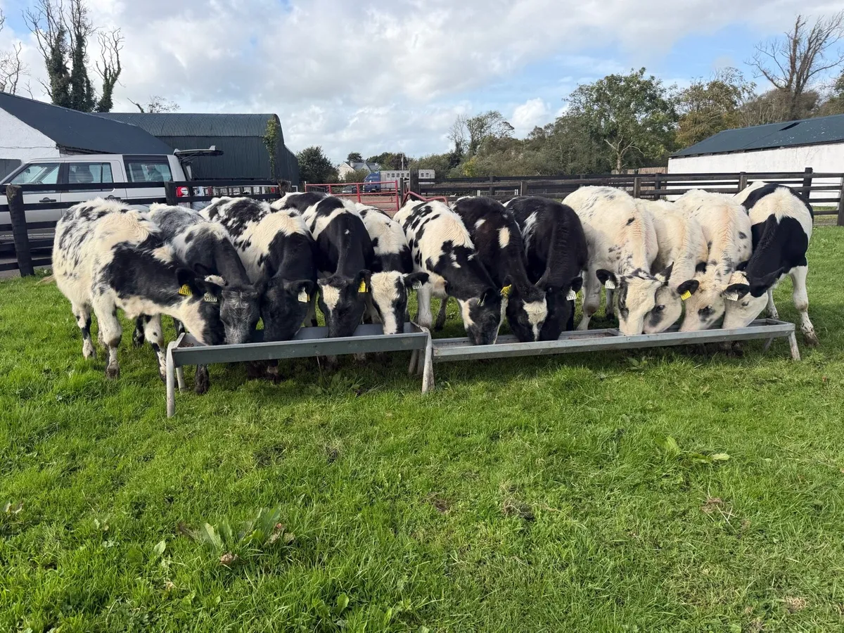 Blue Heifer Runners - Image 2