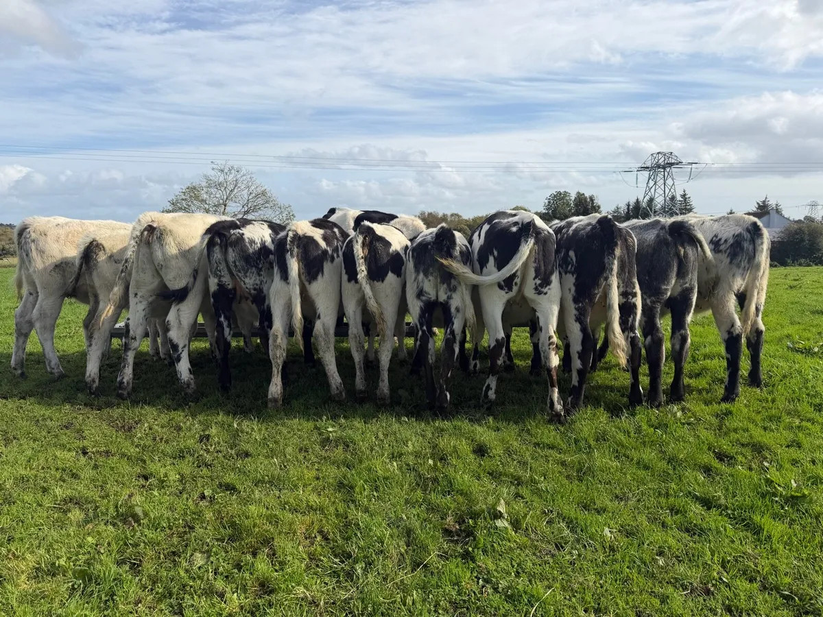 Blue Heifer Runners - Image 3