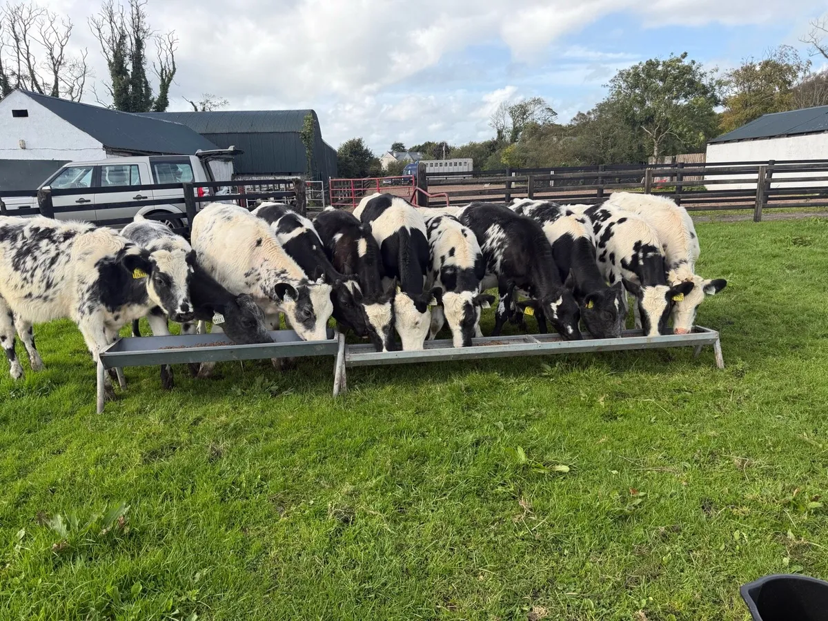 Blue Heifer Runners - Image 4