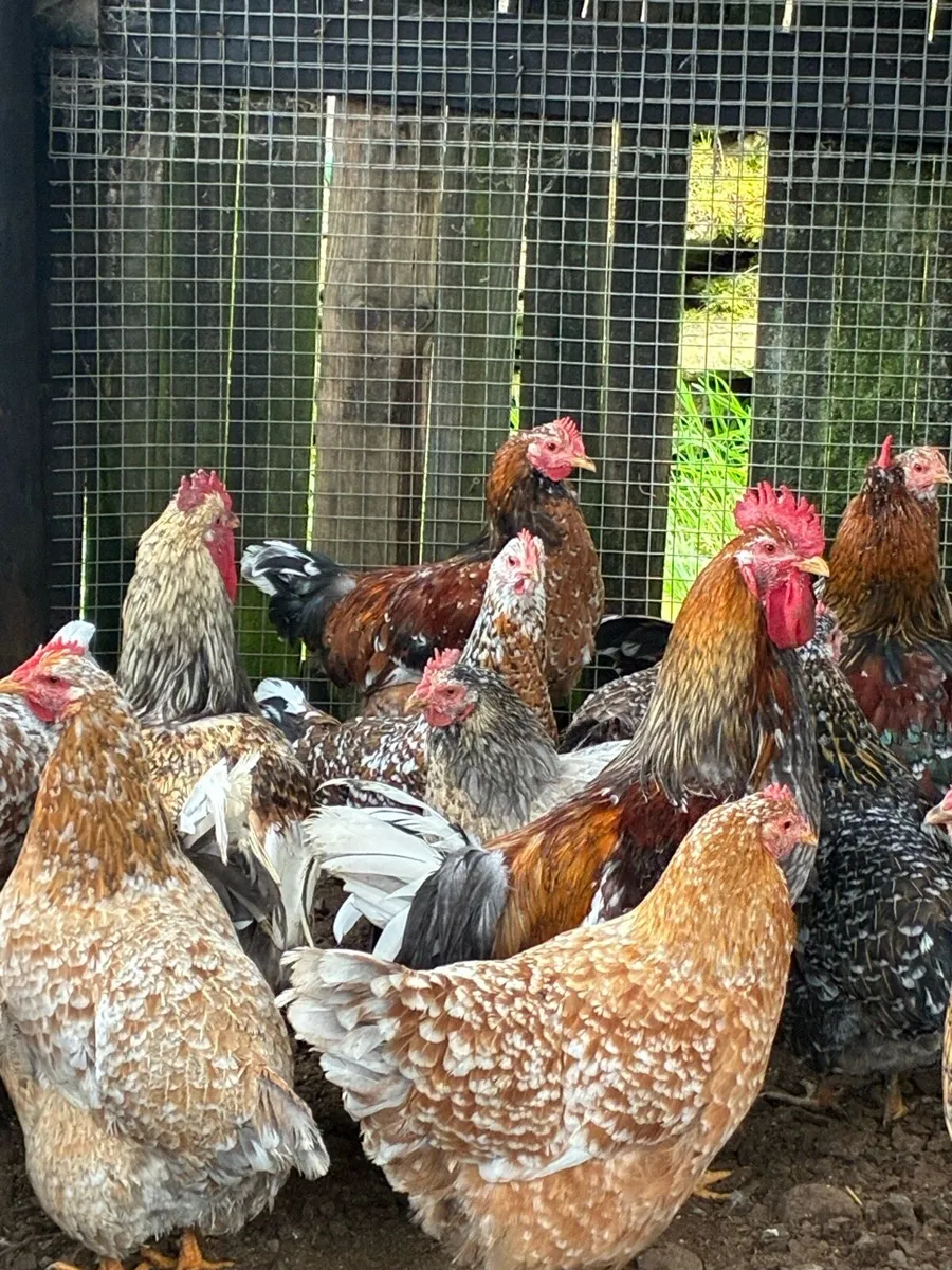Poultry - Image 1