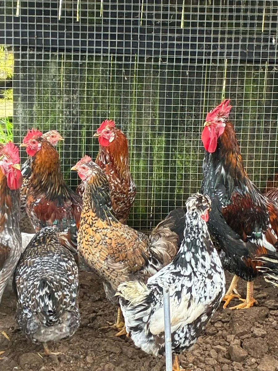 Poultry - Image 2