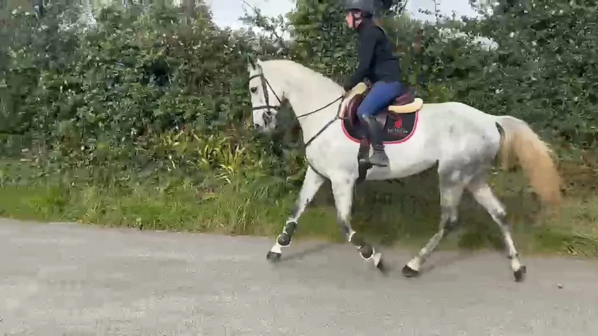 Glynnwood Cornet (Obolynsky) - Image 3