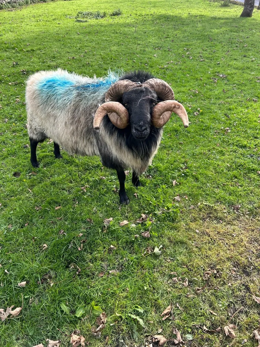 Black faced ram