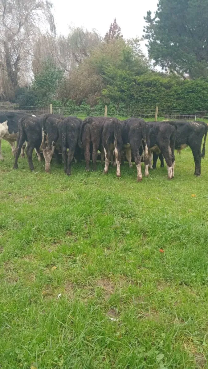 14 hereford and angus bull weanlings