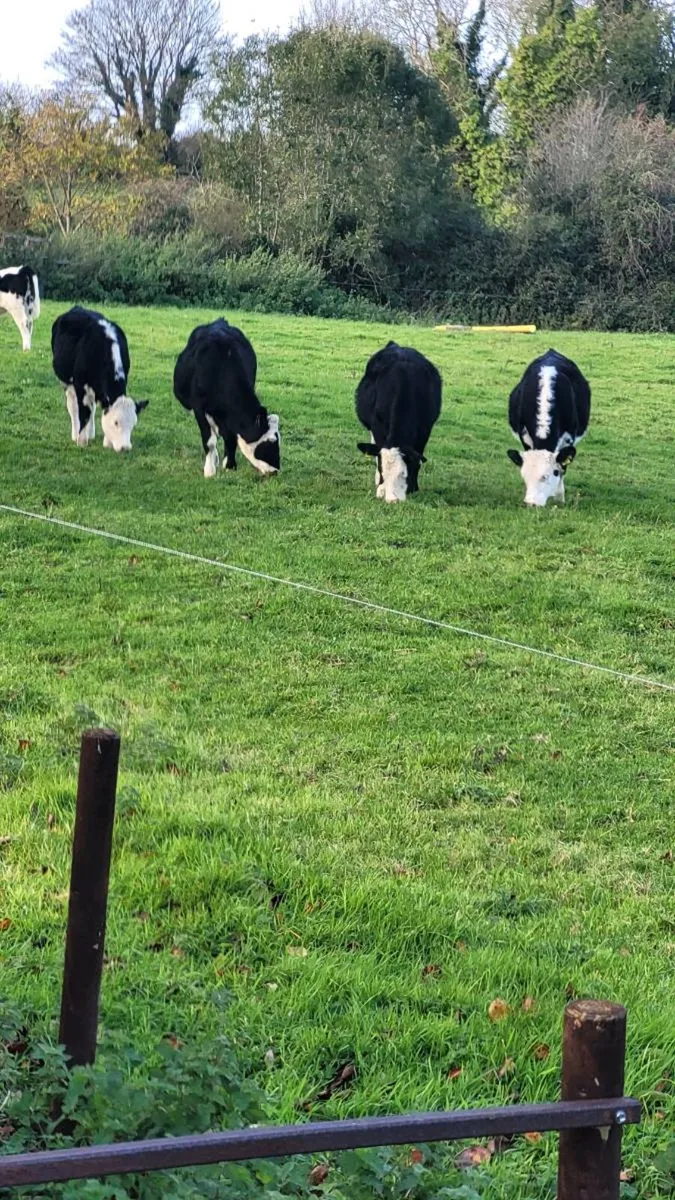 9 whitehead heifers - Image 1