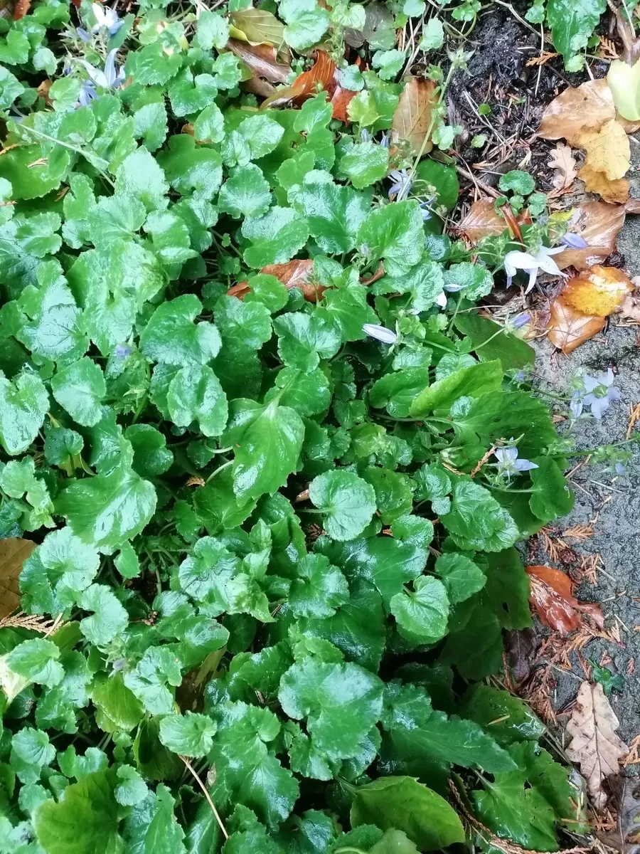 Plants and shrubs for free - Image 3