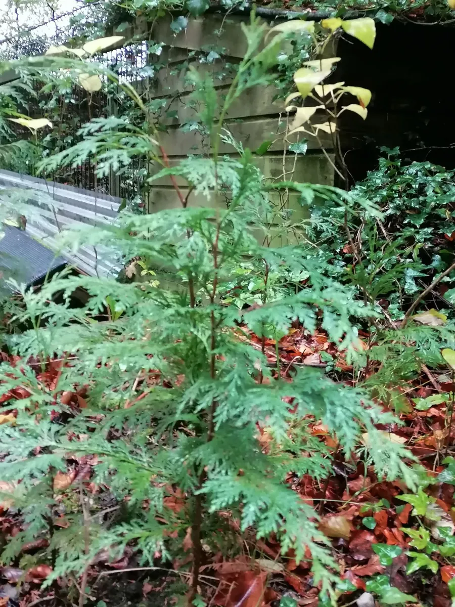 Plants and shrubs for free - Image 2