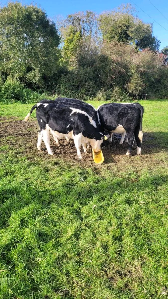 9 whitehead heifers - Image 2