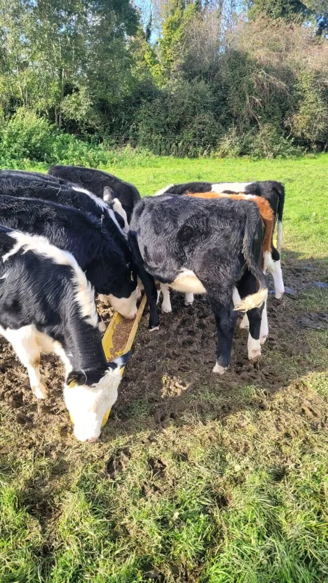 9 whitehead heifers - Image 3