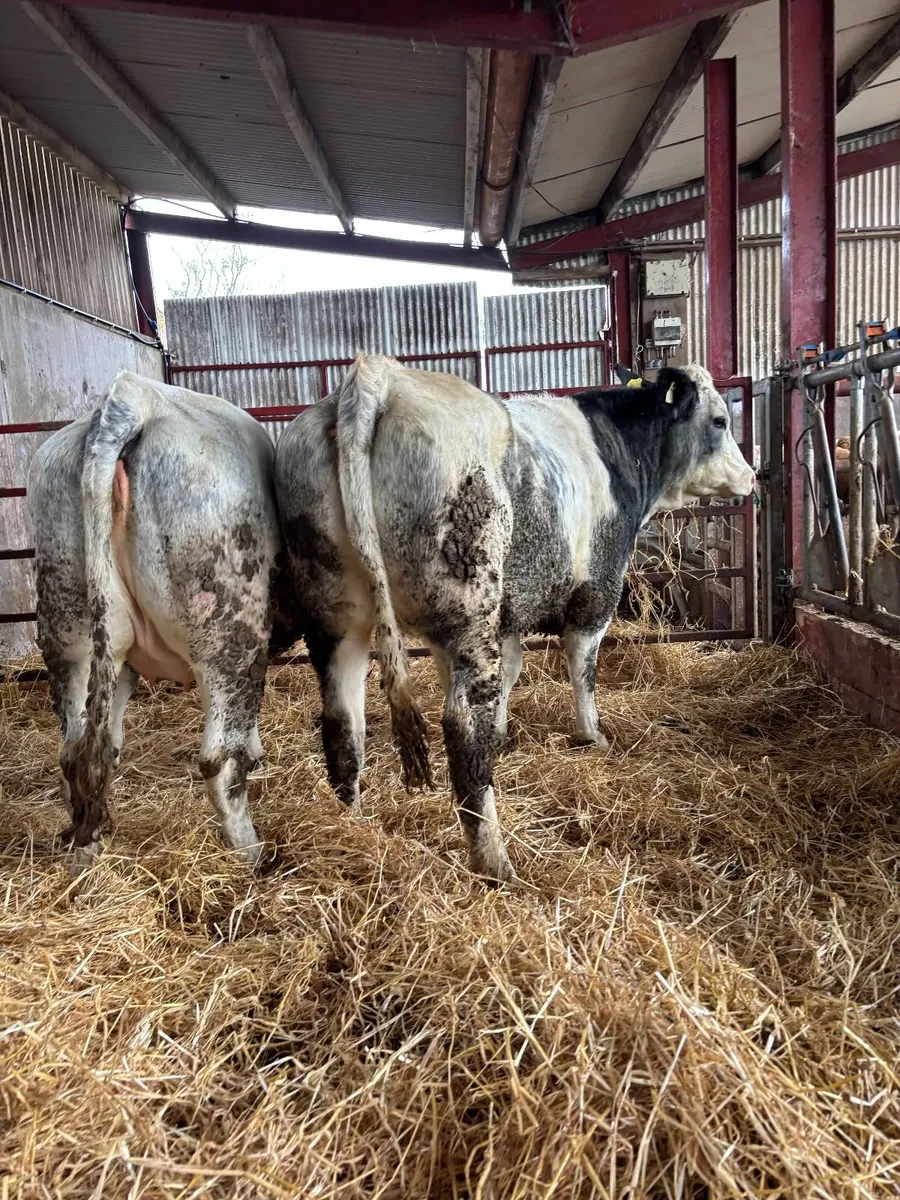 In Calf Heifers - Image 2