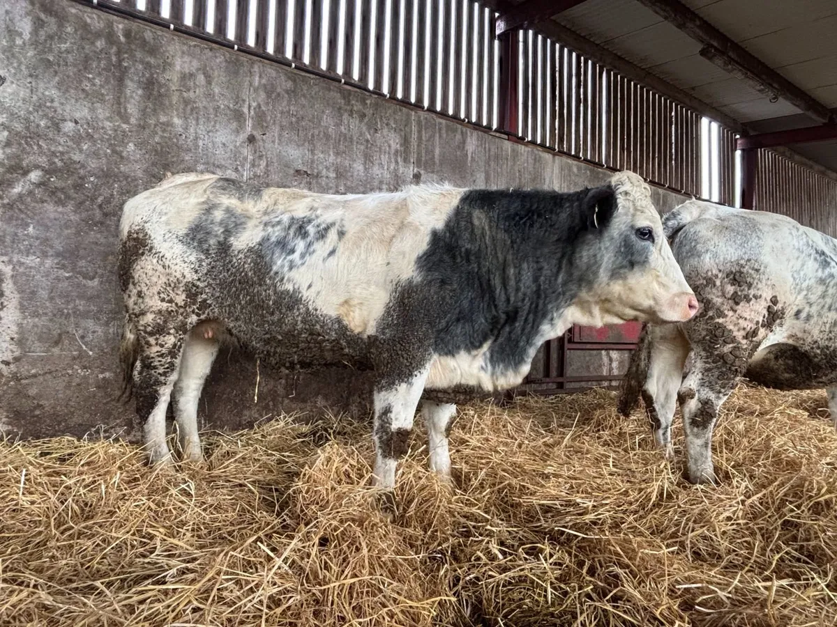 In Calf Heifers - Image 3