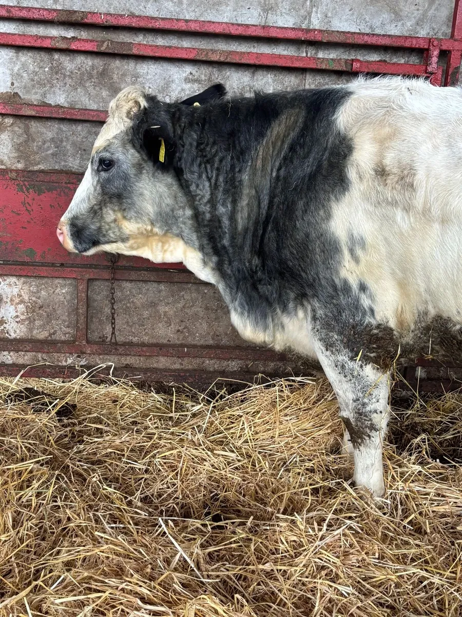 In Calf Heifers - Image 4