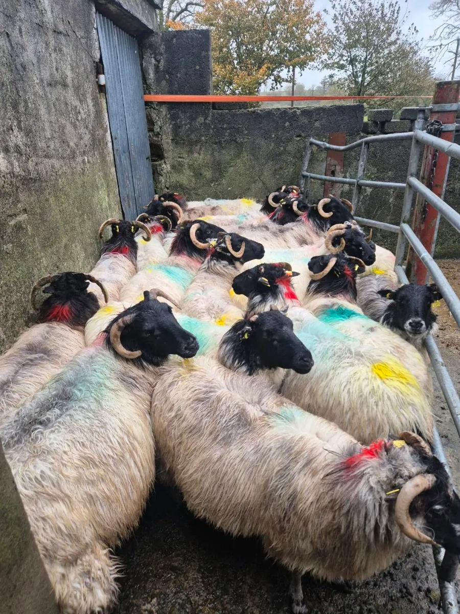 Broken mouth ewes - Image 1
