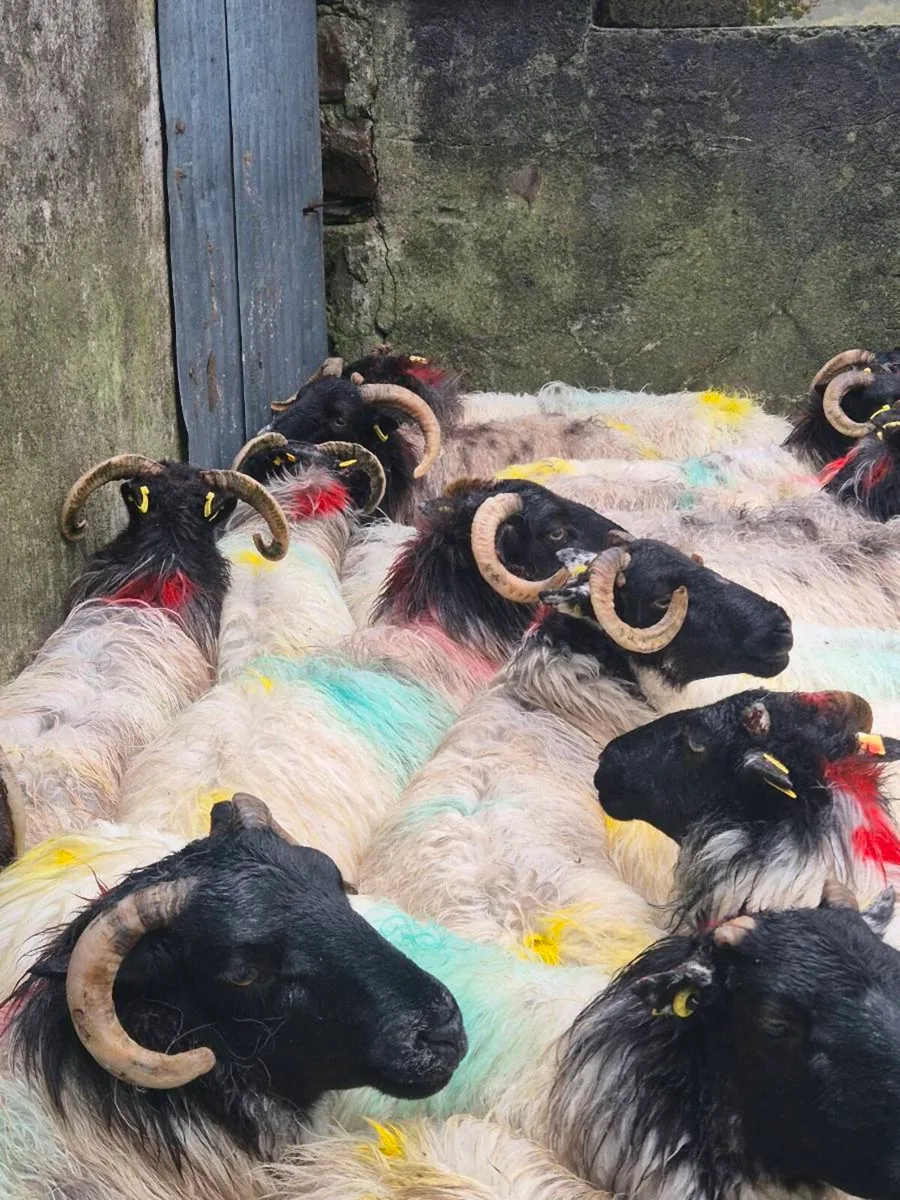 Broken mouth ewes - Image 2