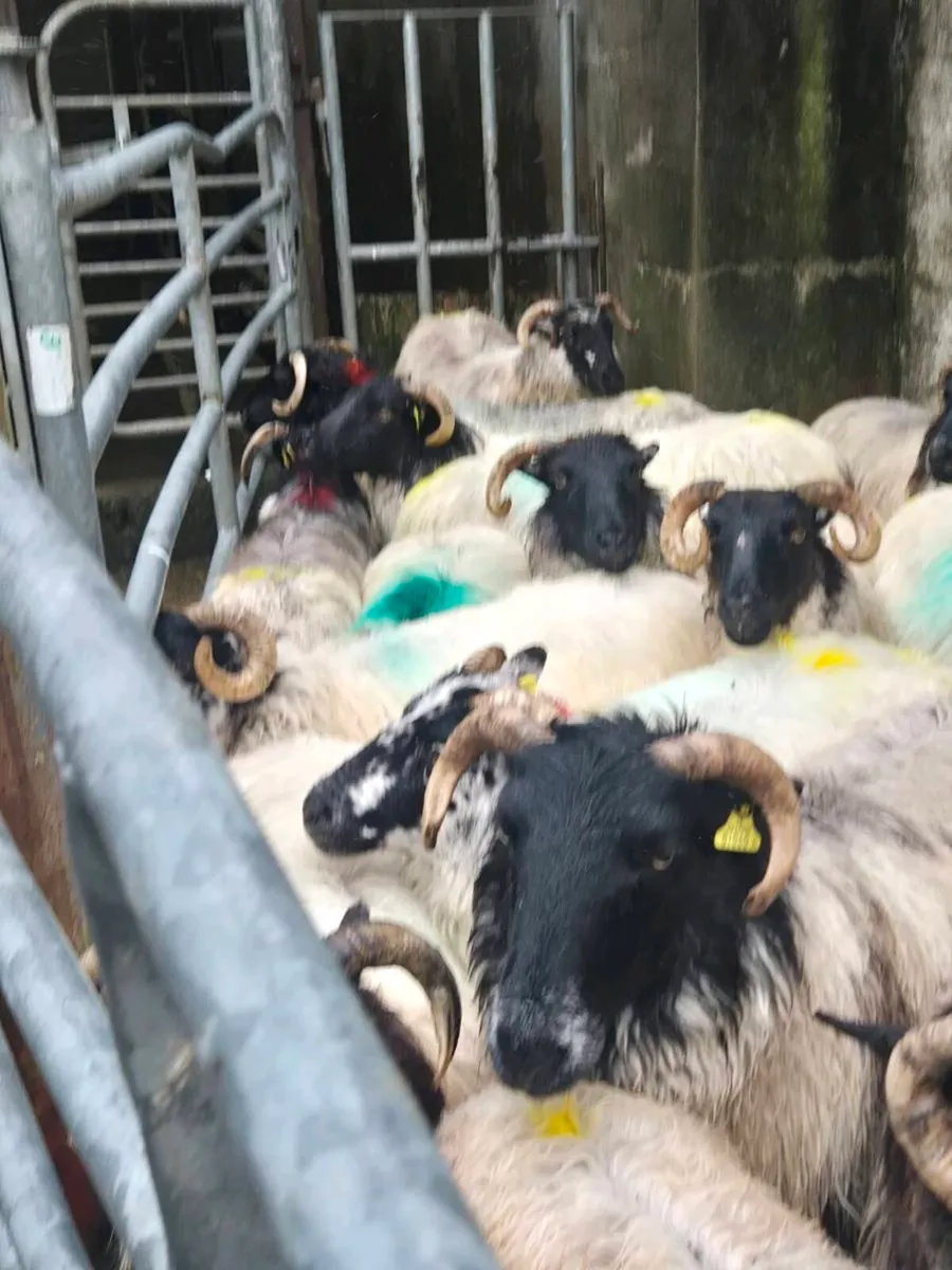 Broken mouth ewes - Image 3
