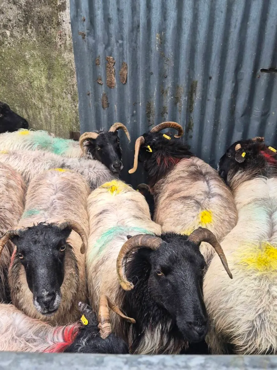 Broken mouth ewes - Image 4