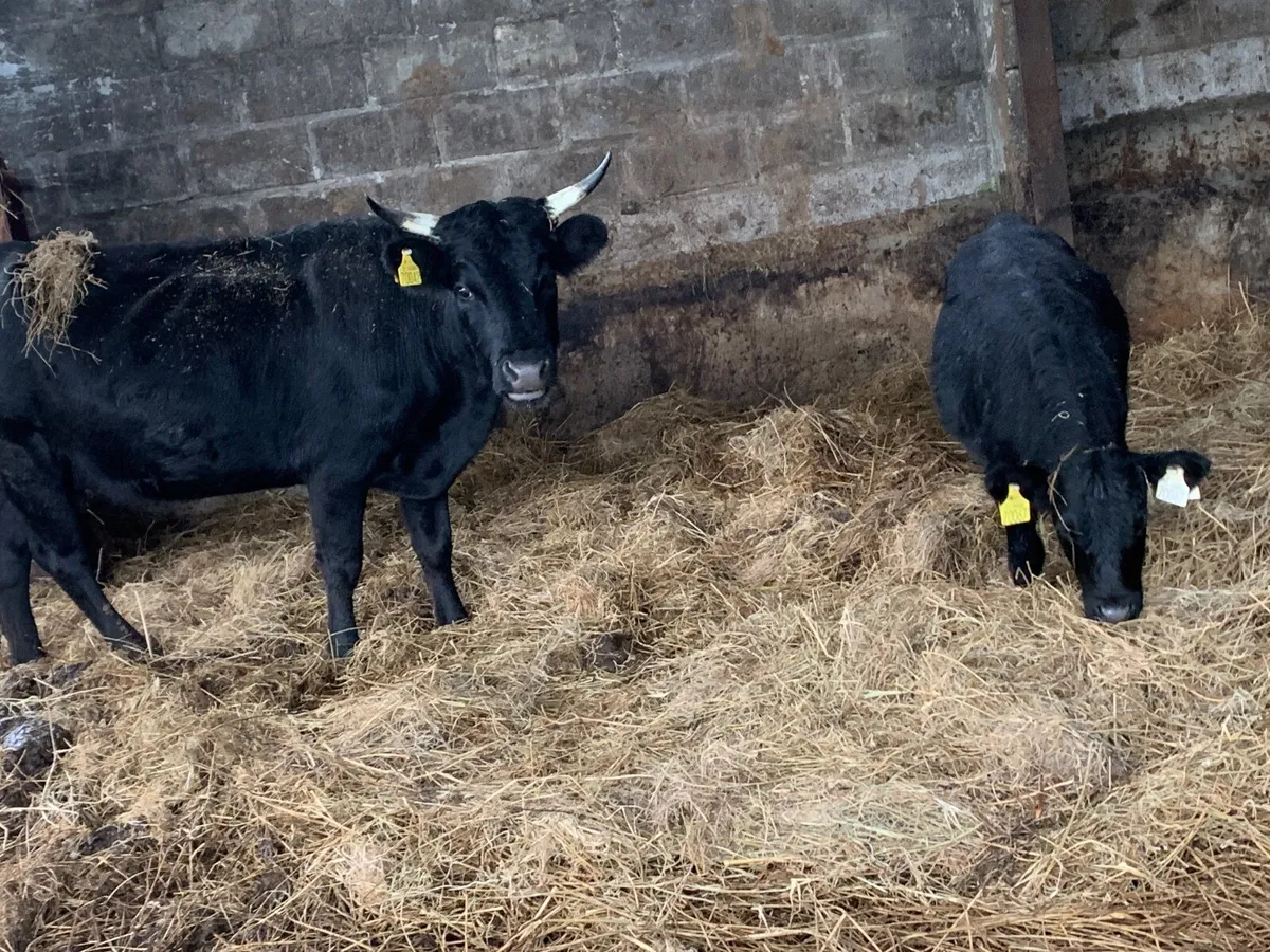 Dexter heifer/ calf pairs - Image 1