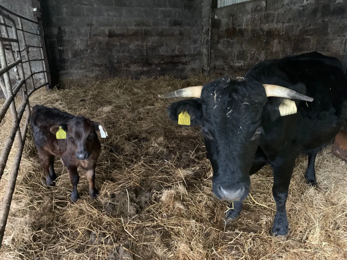 Dexter heifer/ calf pairs - Image 2