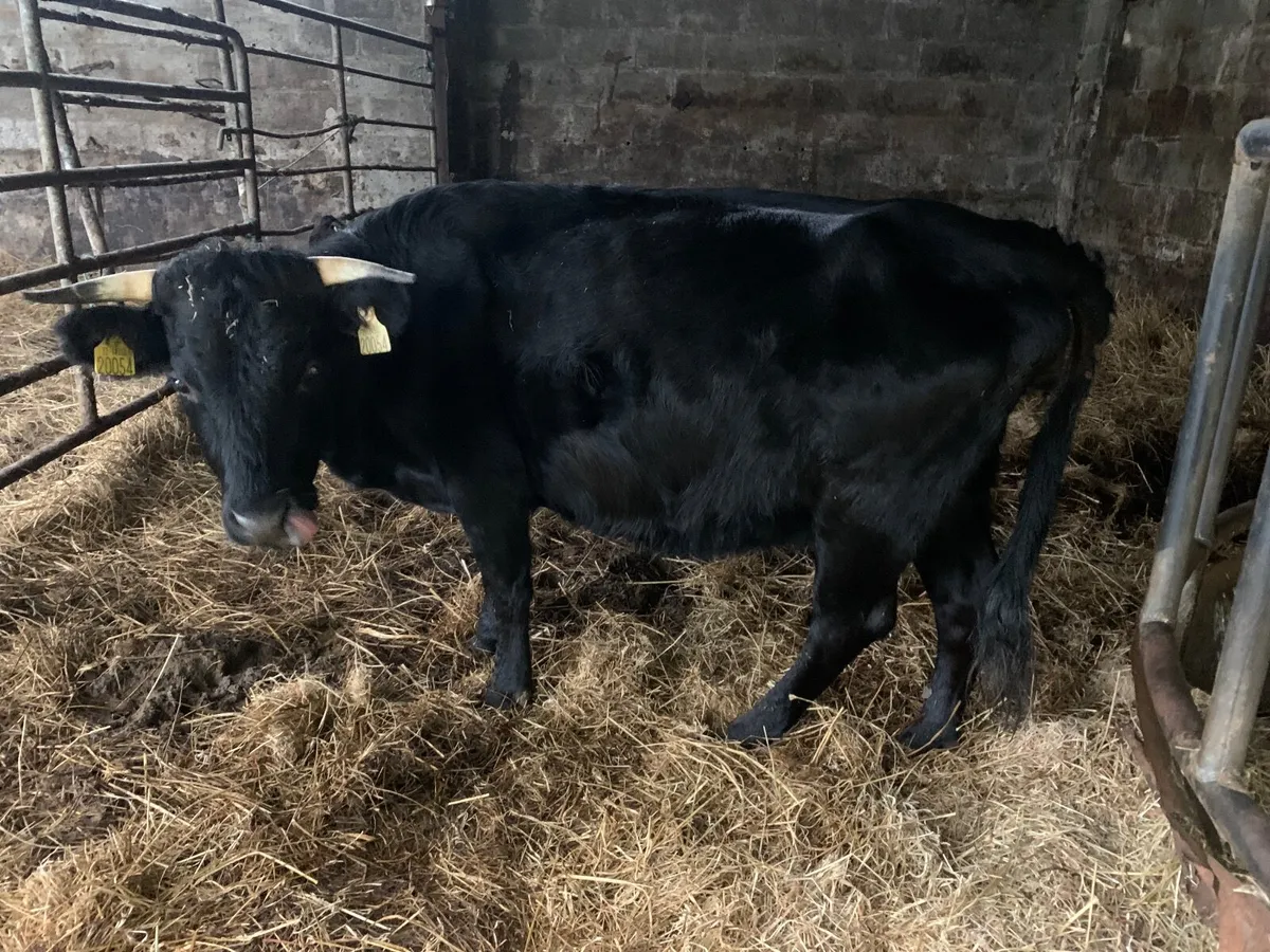 Dexter heifer/ calf pairs - Image 3