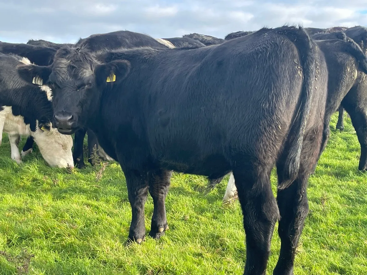 20 super Hereford and Angus bullocks 500 kg - Image 3