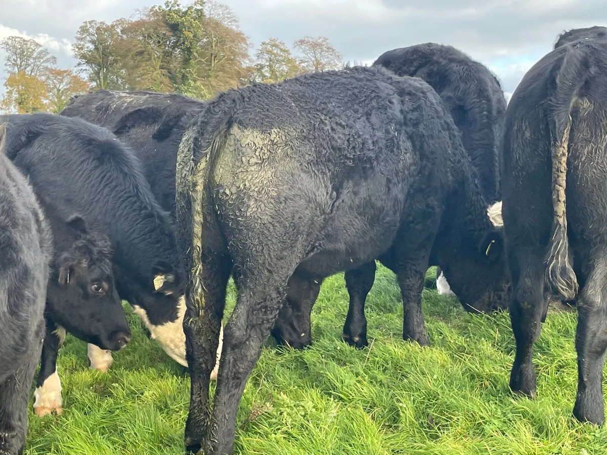 20 super Hereford and Angus bullocks 500 kg - Image 2