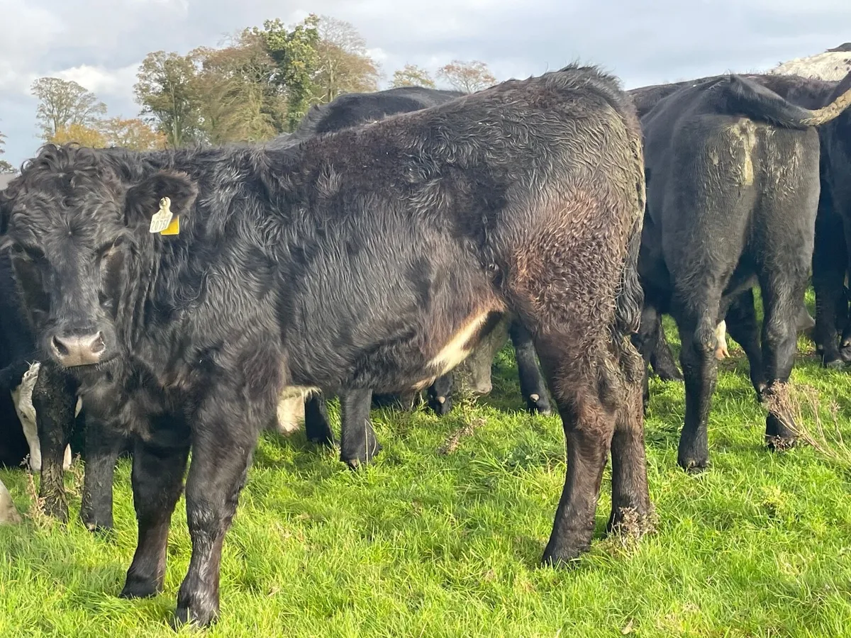 20 super Hereford and Angus bullocks 500 kg - Image 4