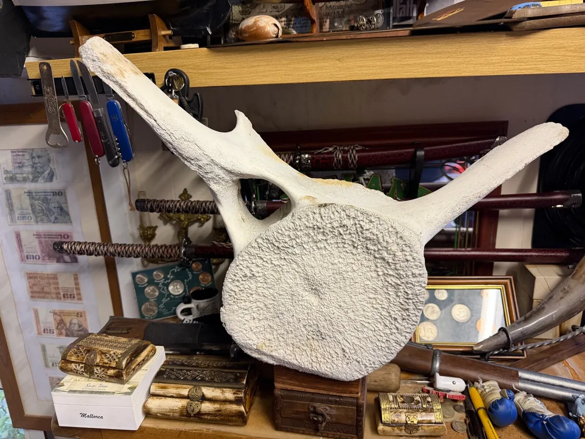 Whale vertebrae