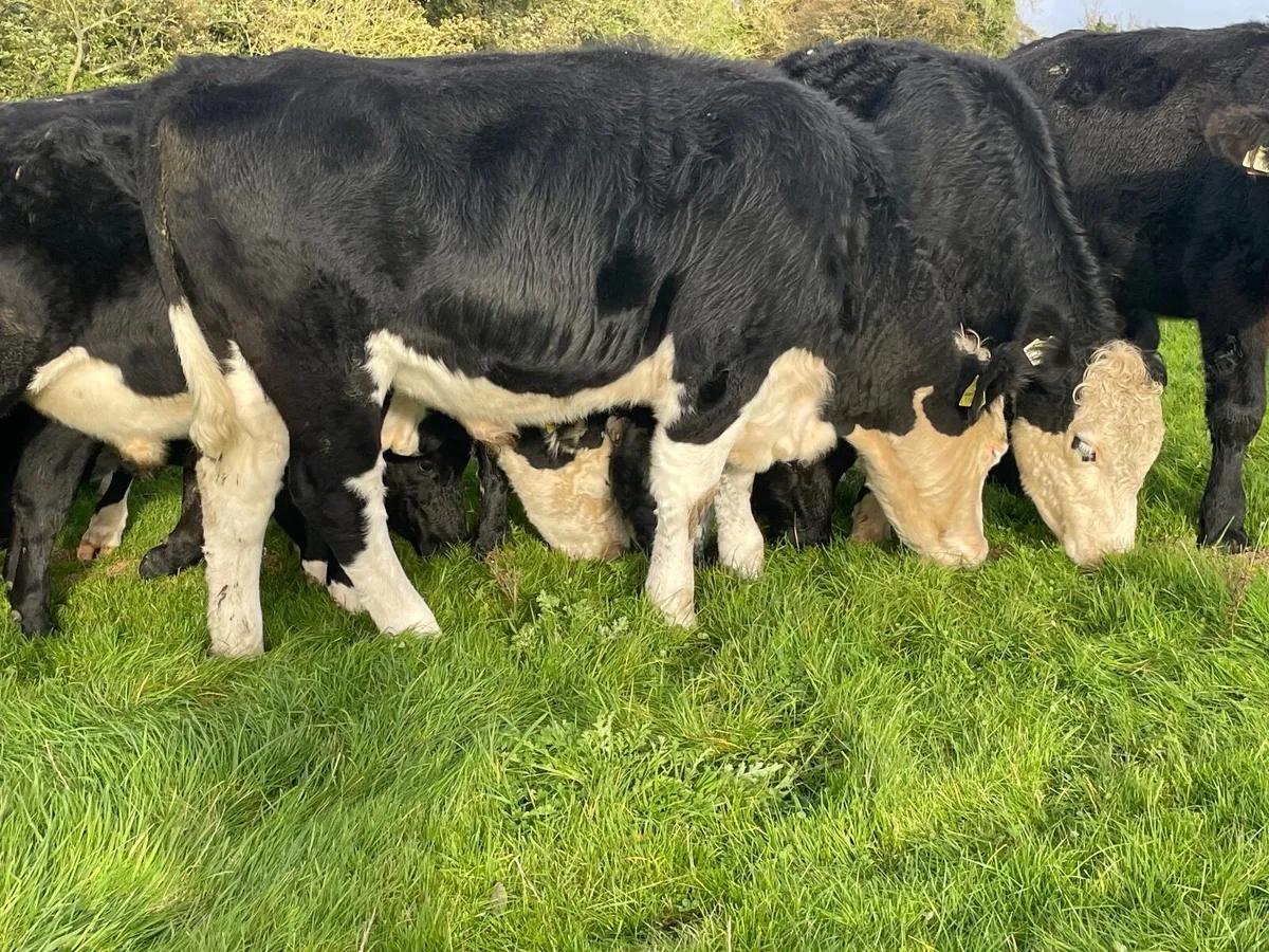 20 super Hereford and Angus bullocks 500 kg - Image 1
