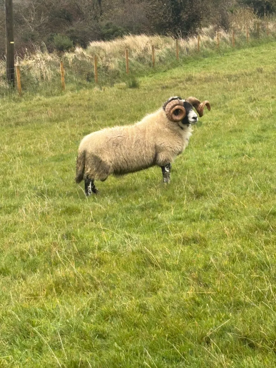 Sheep - Image 1