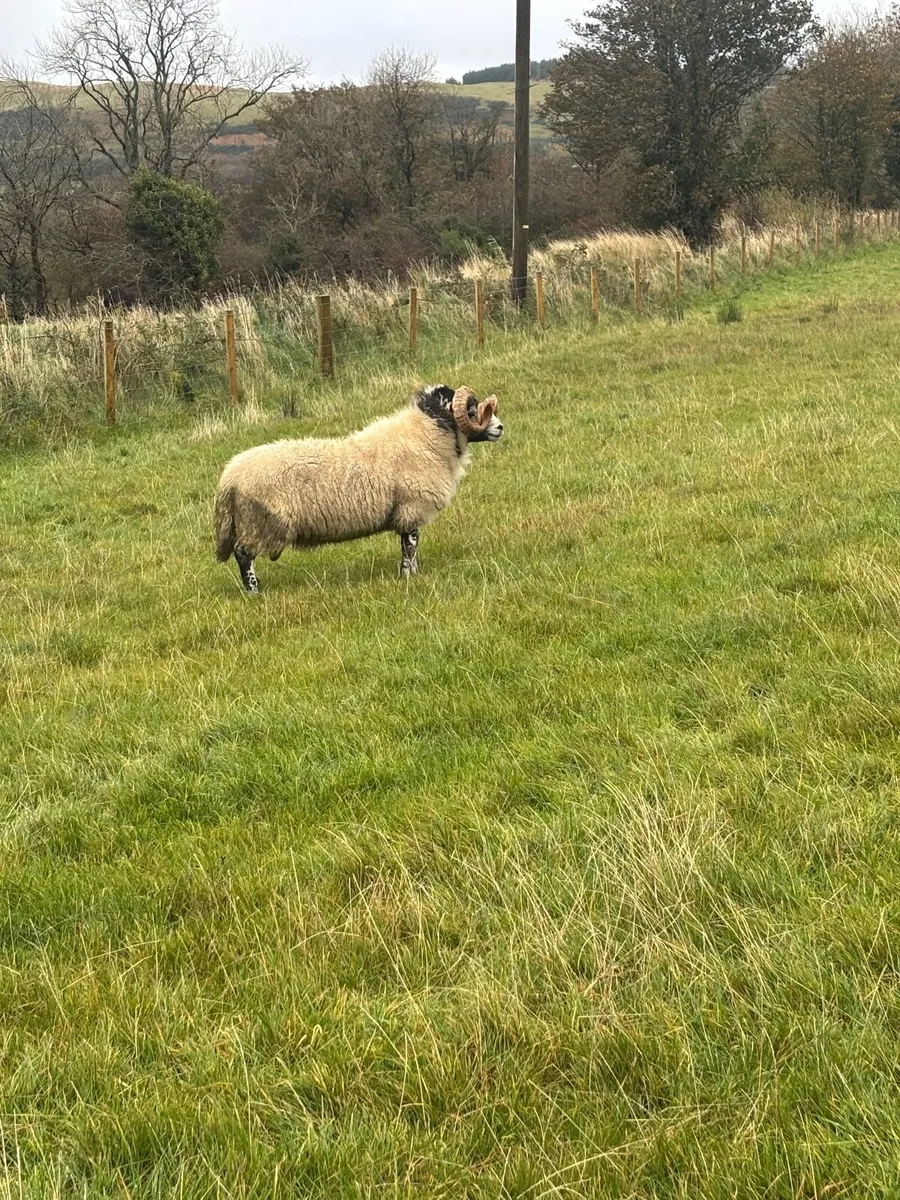Sheep - Image 2