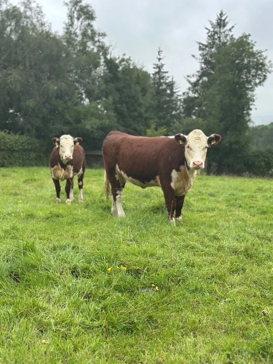 PBR Hereford Heifers - Image 2