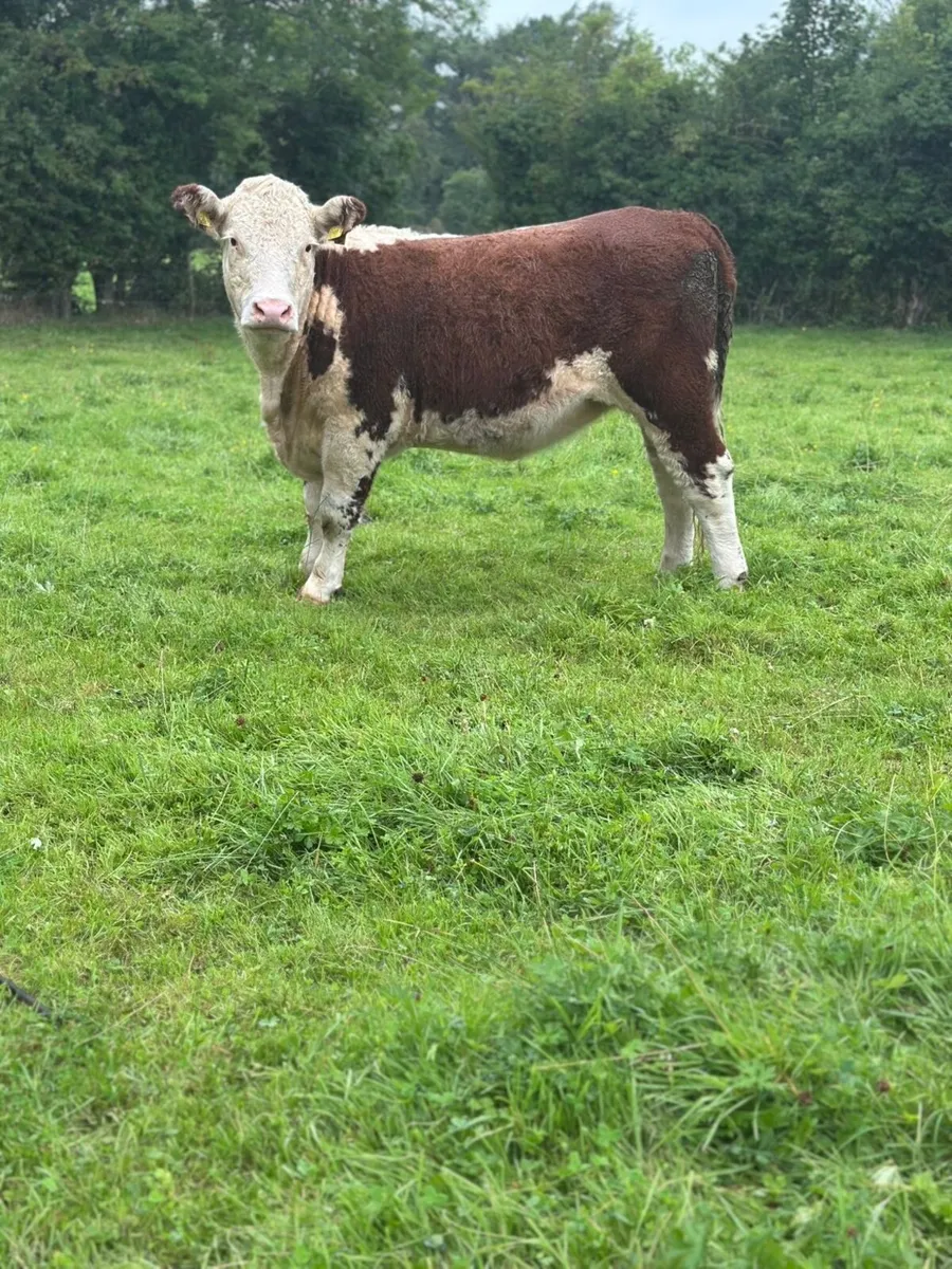 PBR Hereford Heifers - Image 3