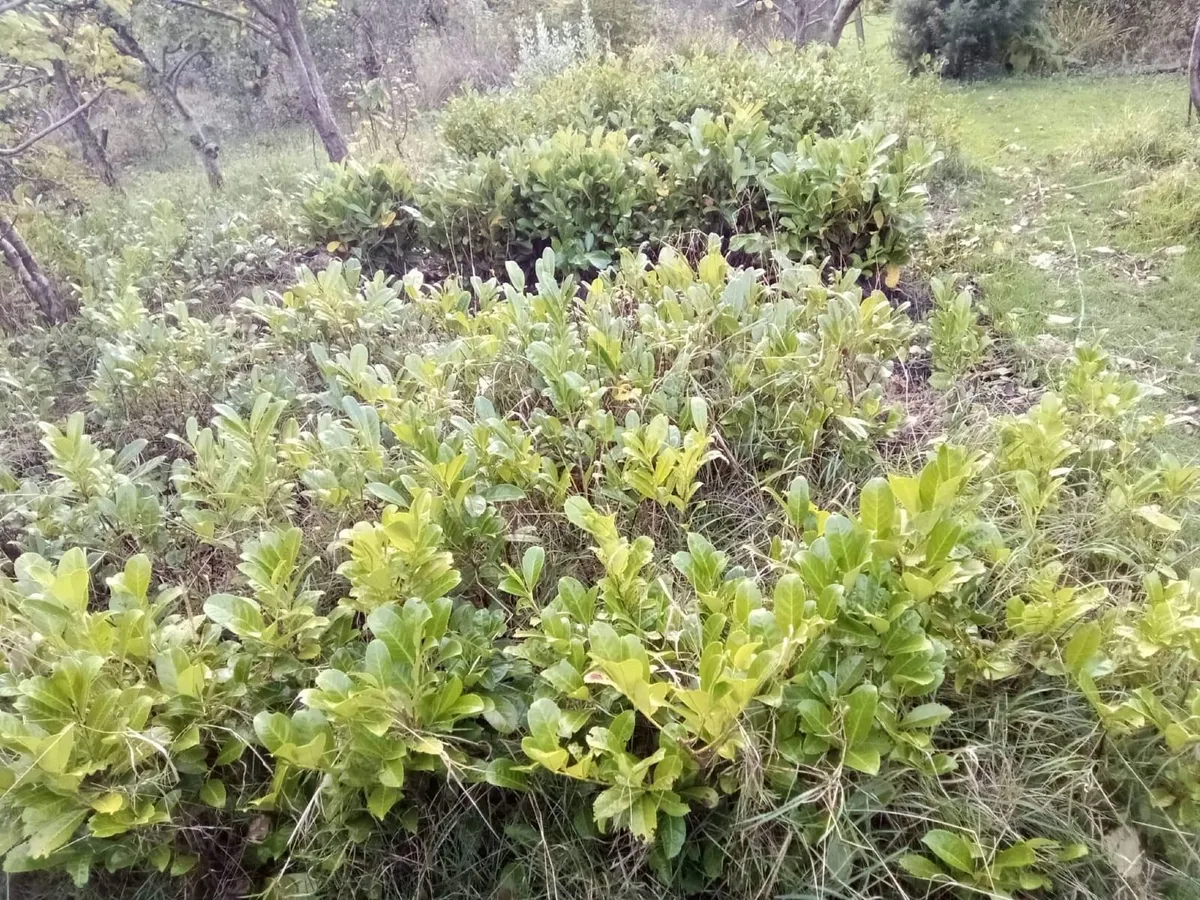 Hedging - Image 2