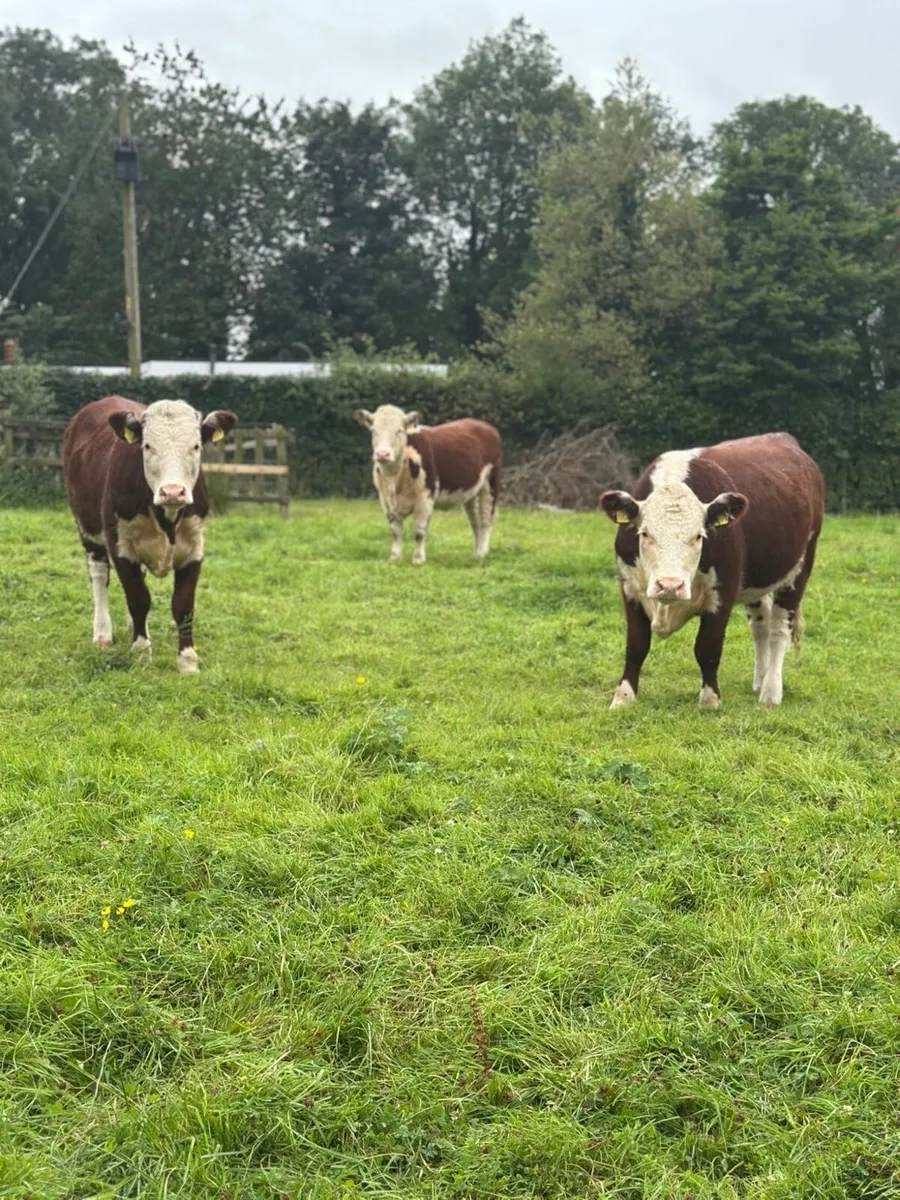 PBR Hereford Heifers - Image 1