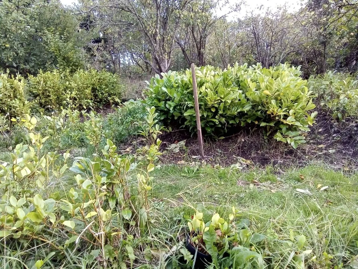 Hedging - Image 3